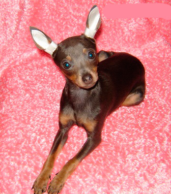J'attire votre attention sur la manière dont les oreilles du Toy Terrier sont correctement réglées, les oreilles sont hautes et égales