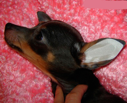 Lorsque les oreilles sont sèches, collez le motif dans l'oreille du chien, comme indiqué sur la photo, et lissez-le soigneusement